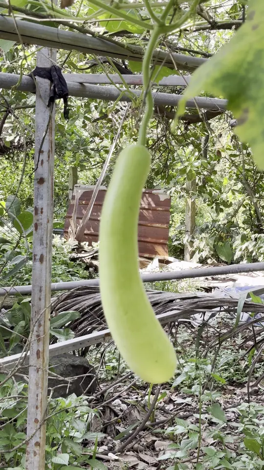 A pale green bottle gourd hanging from a trellis