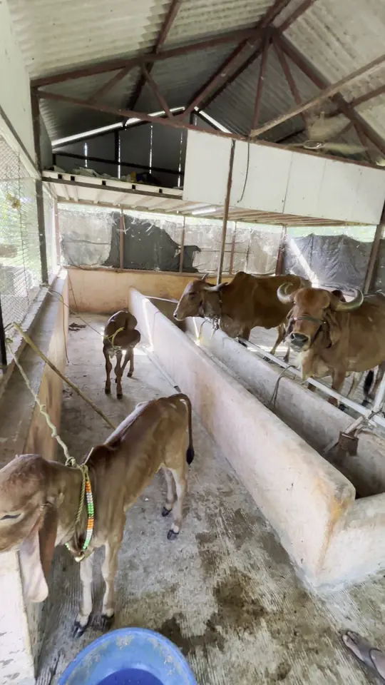Calves and cows in the cow shelter, beside long feeding troughs